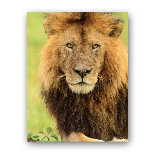 Stalking Lion Art Print by Will Travers