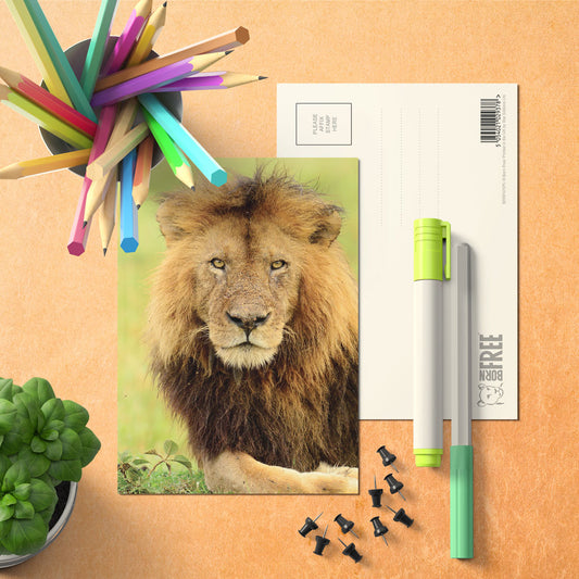Stalking Lion Cub Postcard by Will Travers - Pack of 8