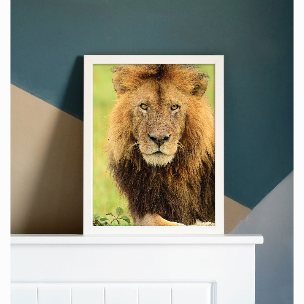 Stalking Lion Art Print by Will Travers