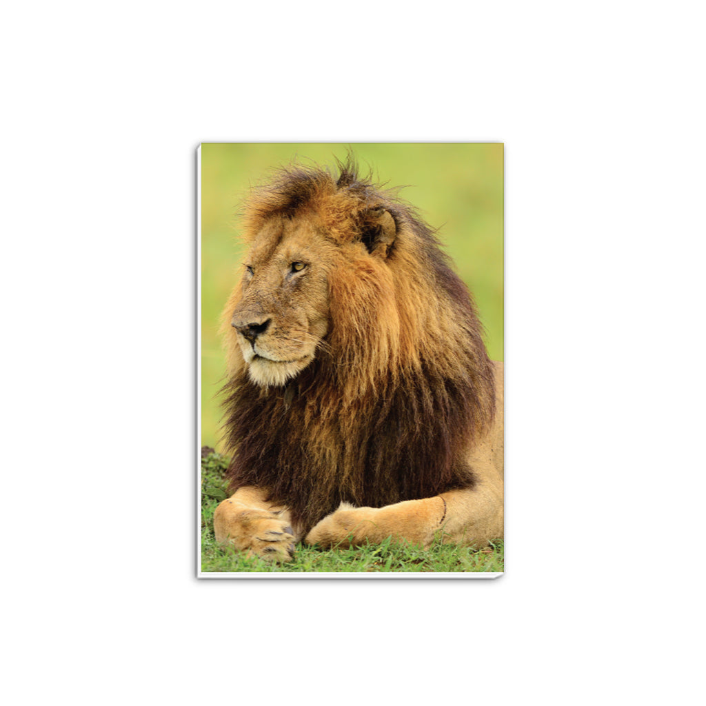Lion A5 Notepad by Will Travers