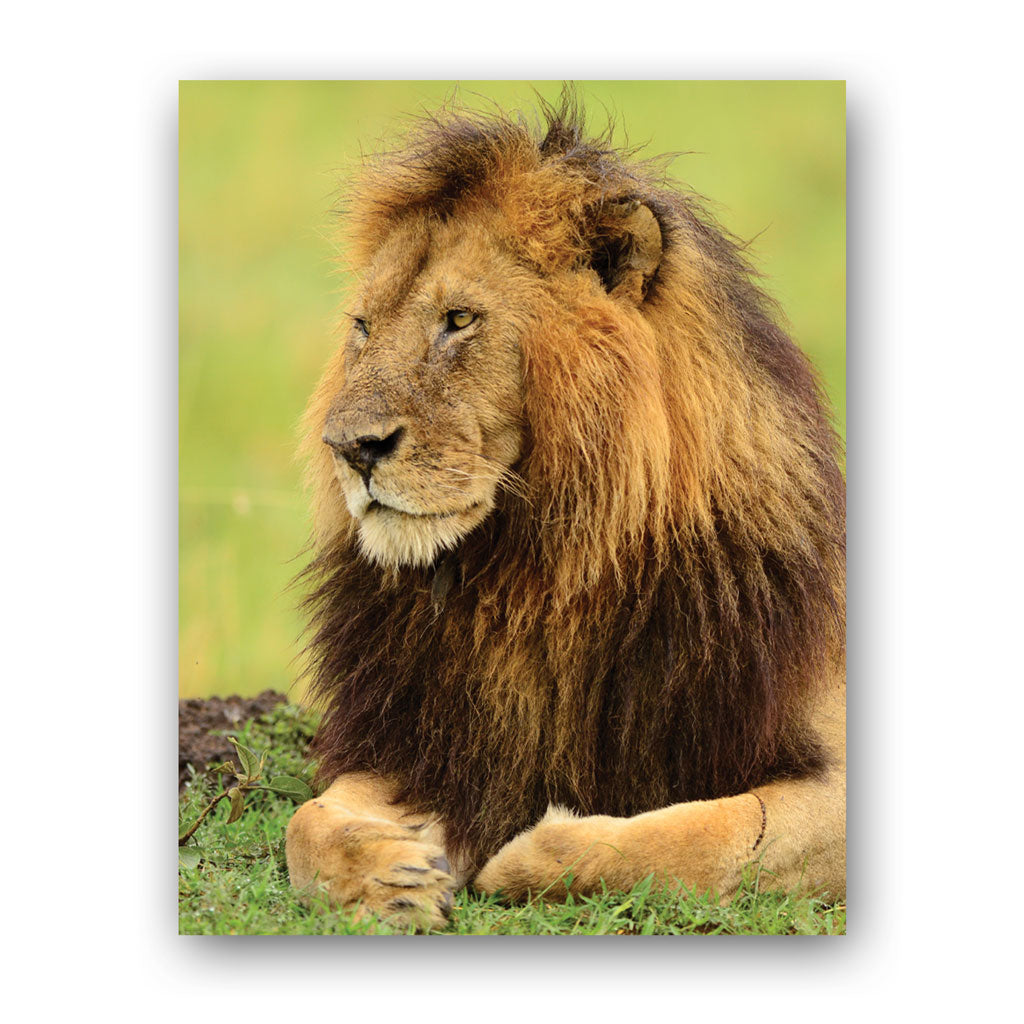 Lion Art Print by Will Travers – Born Free Shop