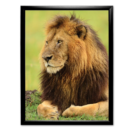 Lion Art Print by Will Travers