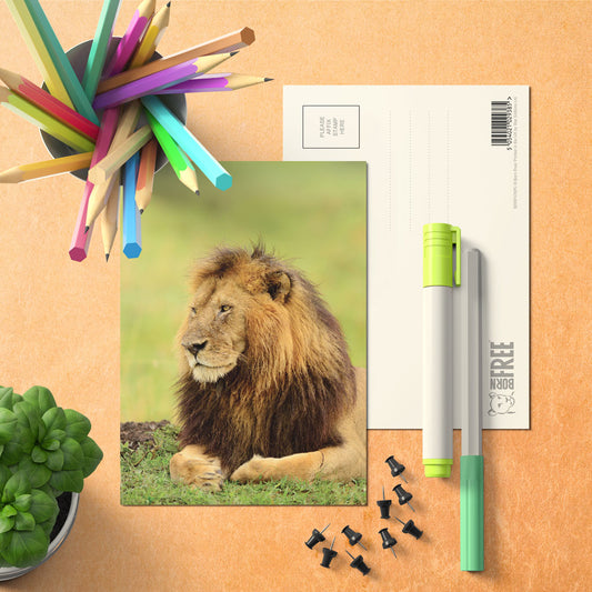 Lion Postcard by Will Travers - Pack of 8