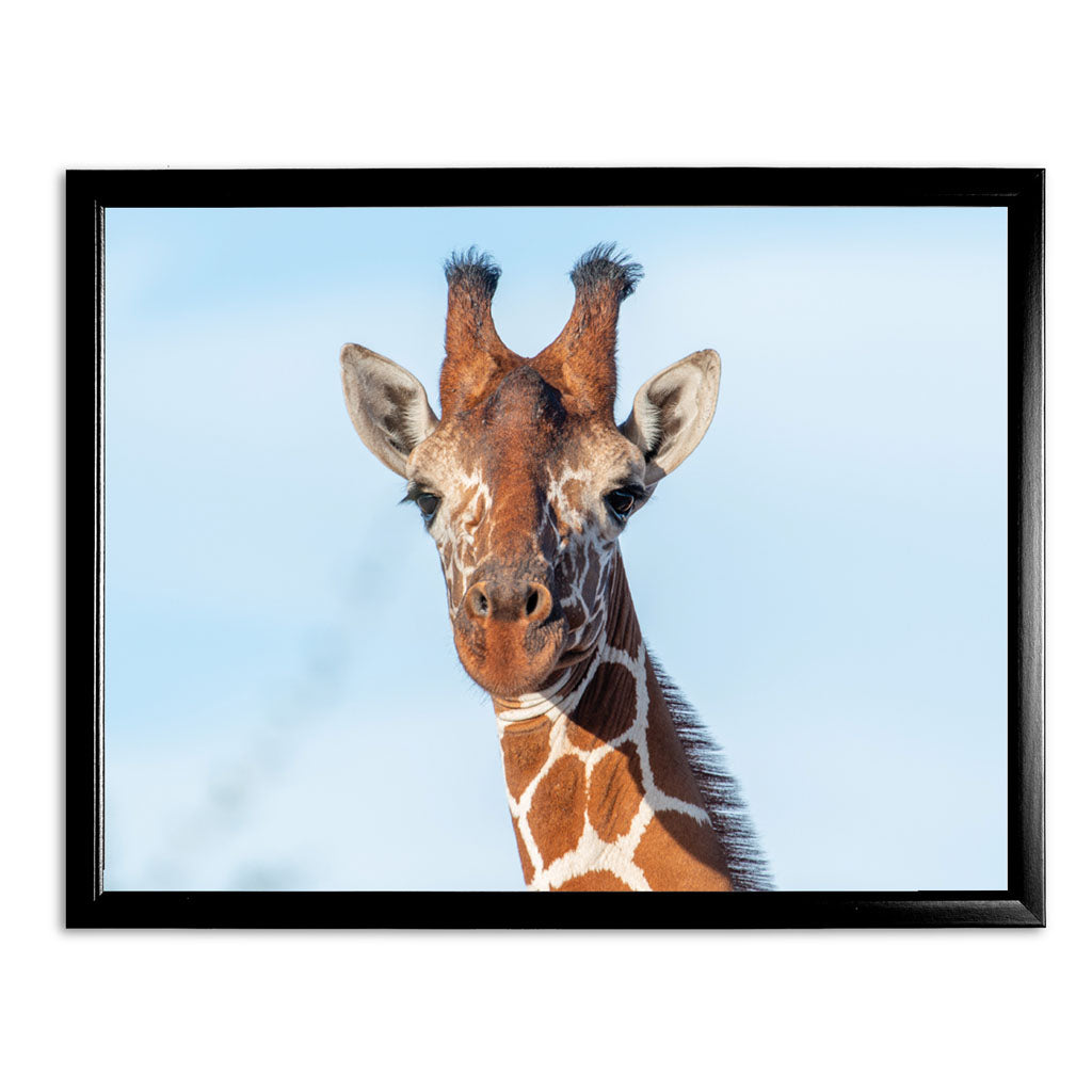 Close up Giraffe Art Print by Will Travers