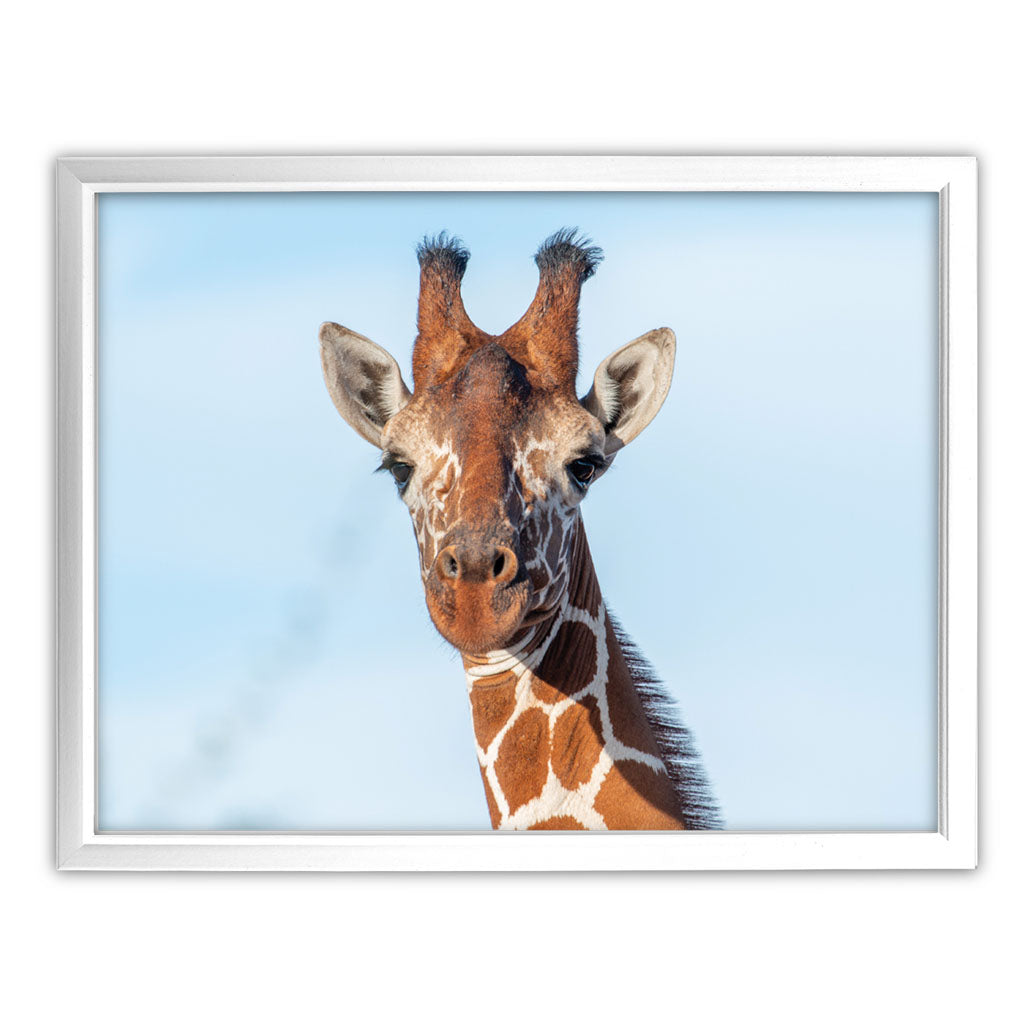 Close up Giraffe Art Print by Will Travers