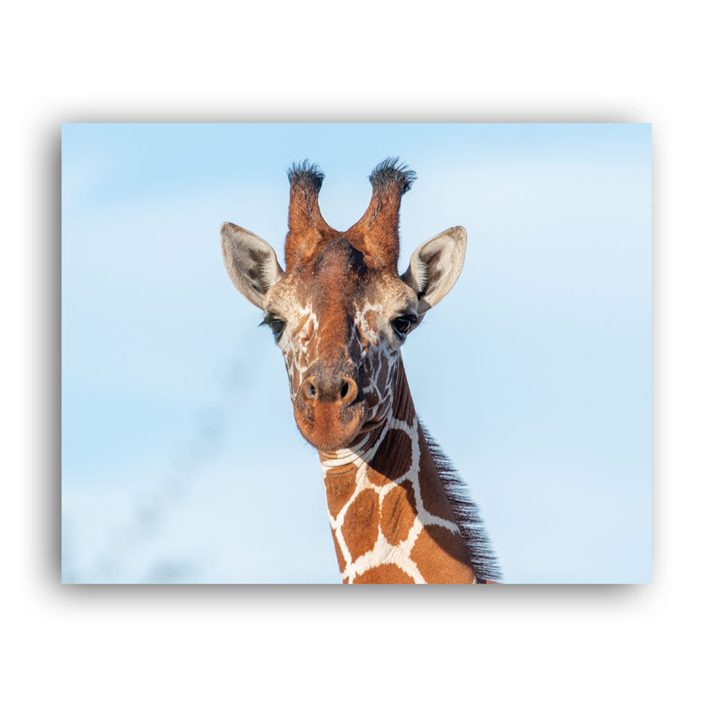 Close up Giraffe Art Print by Will Travers