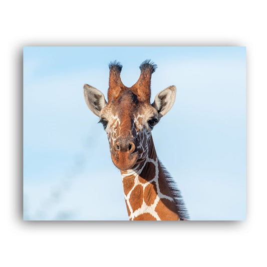 Close up Giraffe Art Print - Born Free Photography