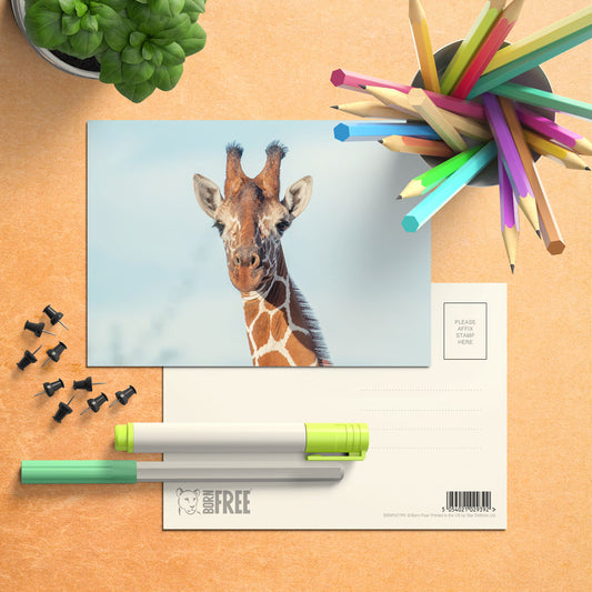 Close up Giraffe Postcard by Will Travers - Pack of 8