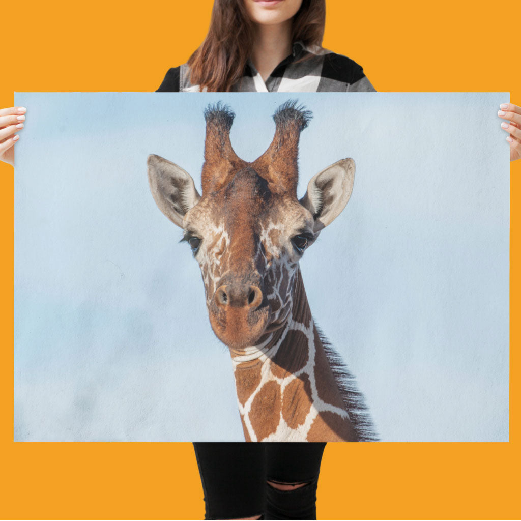 Close up Giraffe Art Print by Will Travers