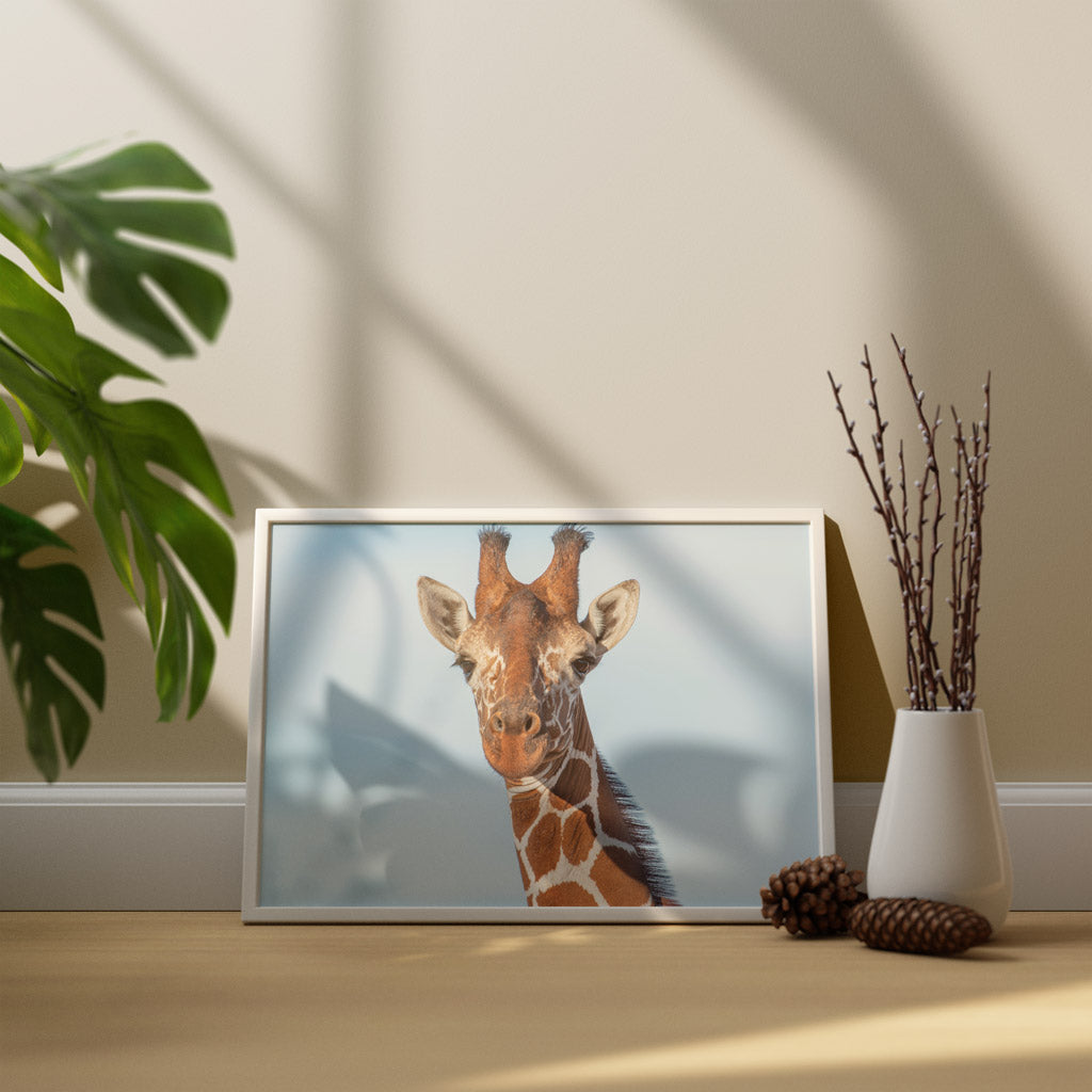 Close up Giraffe Art Print by Will Travers