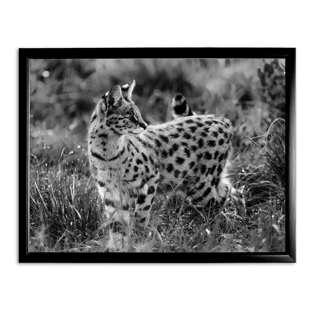 Serval Cat Art Print by Will Travers