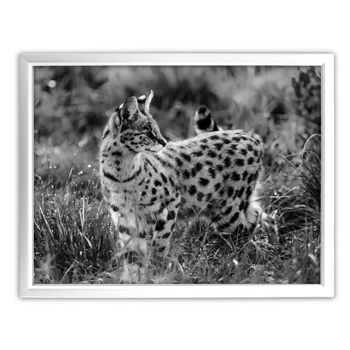 Serval Cat in Black and White Art Print - Born Free Photography
