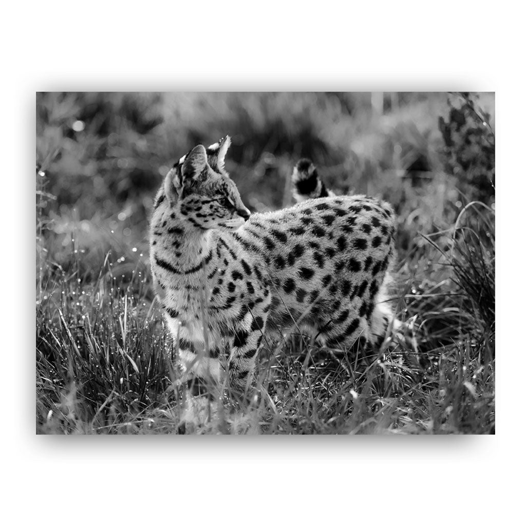 Serval Cat Art Print by Will Travers