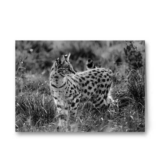 Serval Cat Greeting Cards by Will Travers - Pack of 6