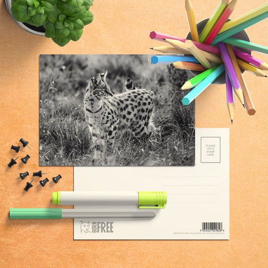 Serval Cat Postcard by Will Travers - Pack of 8