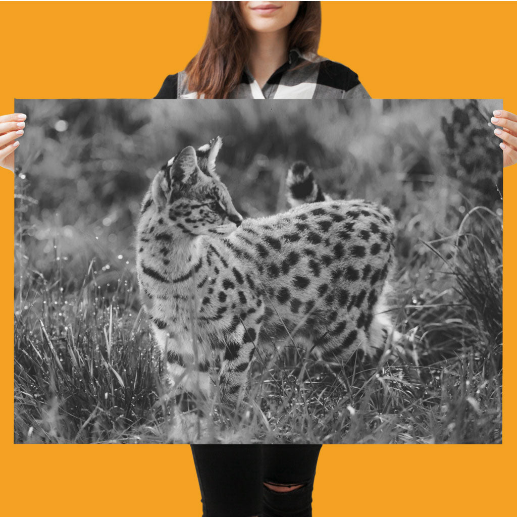 Serval Cat Art Print by Will Travers