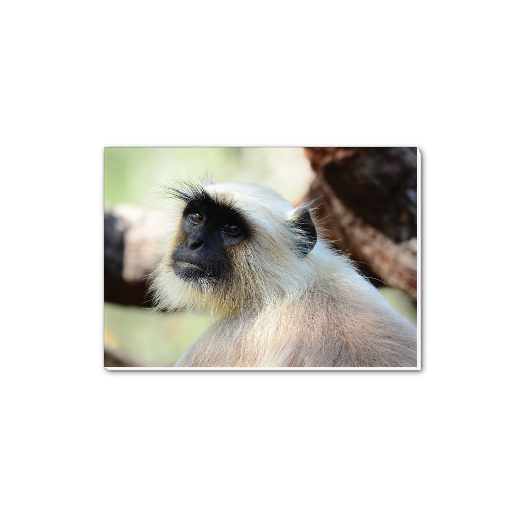 The Look  - Gray Langur A5 Notepad by Will Travers