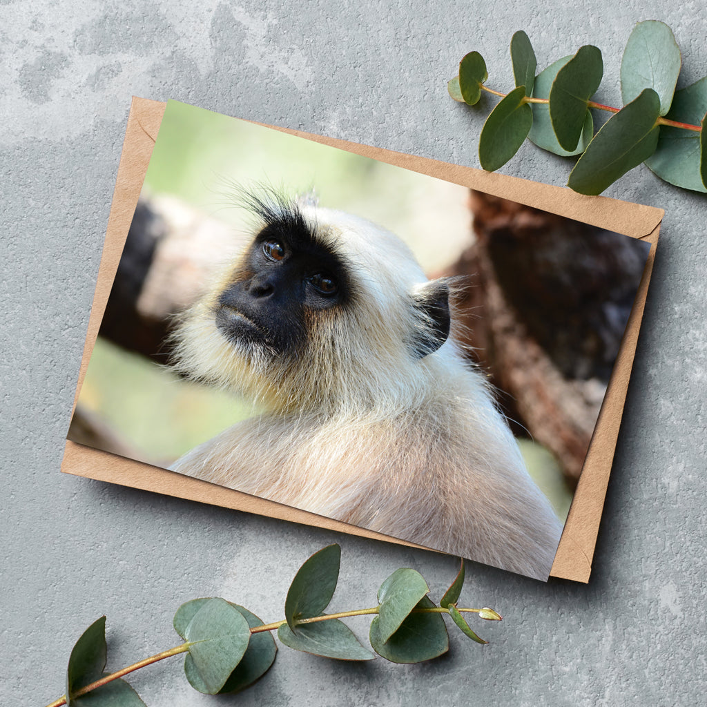 The Look - Gray Langur Greeting Cards by Will Travers - Pack of 6