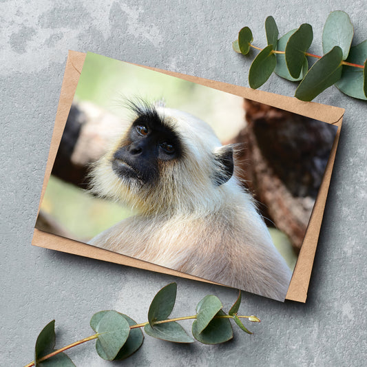 The Look - Gray Langur Greeting Cards by Will Travers - Pack of 6
