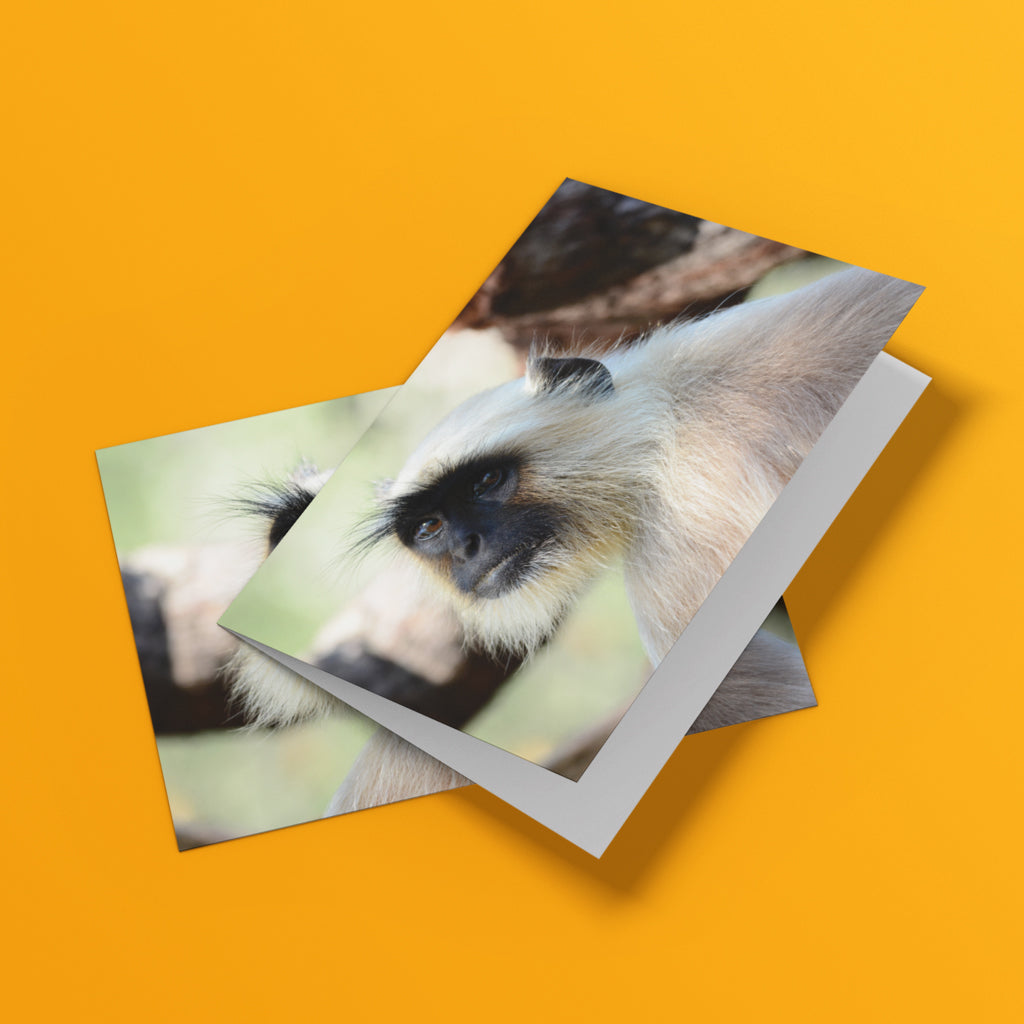 The Look - Gray Langur Greeting Cards by Will Travers - Pack of 6