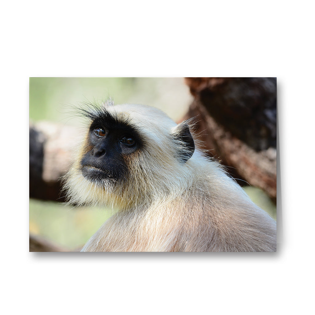 The Look - Gray Langur Greeting Cards by Will Travers - Pack of 6