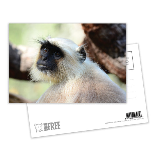 The Look - Gray Langur Postcard by Will Travers - Pack of 8