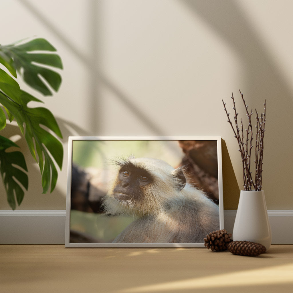 The Look - Gray Langur Art Print by Will Travers