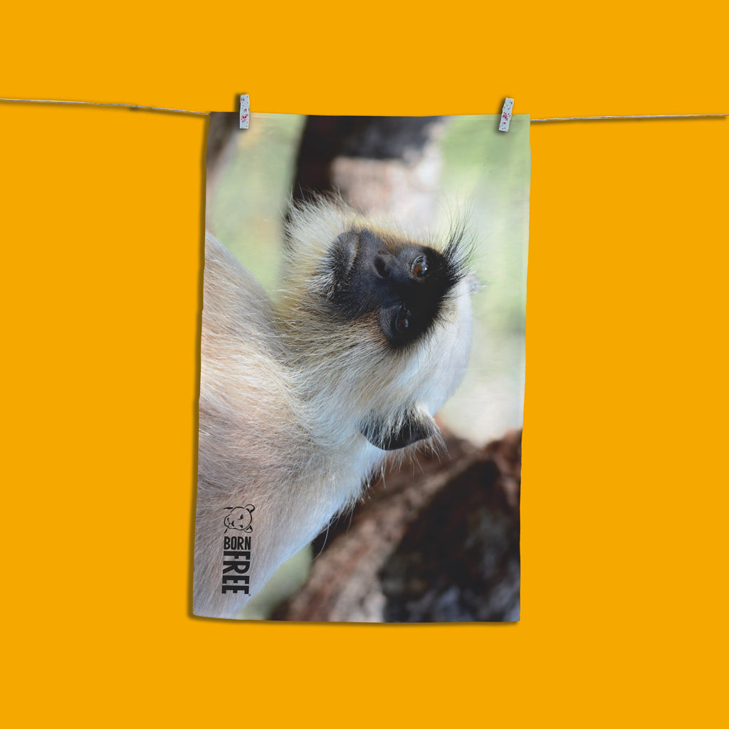 The Look  - Gray Langur Tea Towel by Will Travers