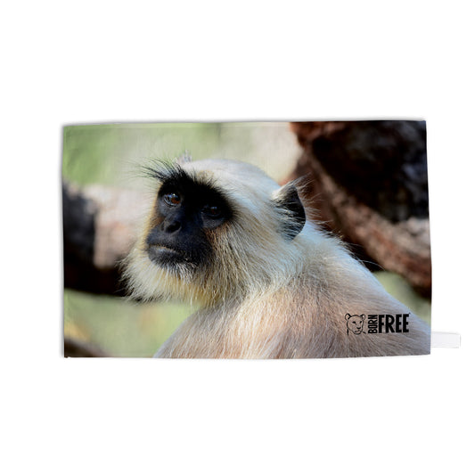 The Look  - Gray Langur Tea Towel by Will Travers
