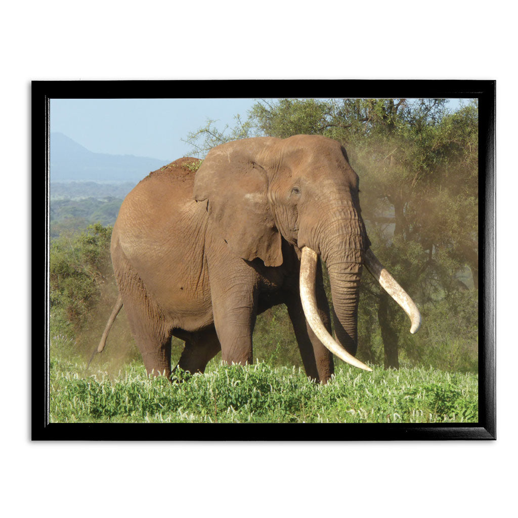 Magnificence Art Print by Will Travers