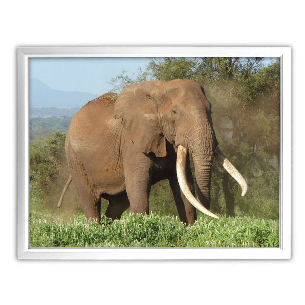 Magnificence Art Print by Will Travers