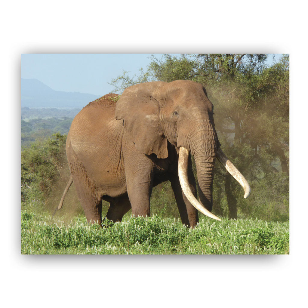 Magnificence Art Print by Will Travers