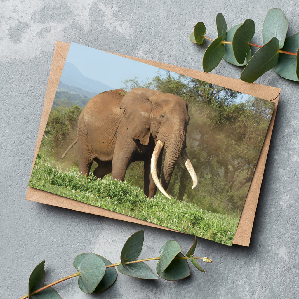 Magnificence Greeting Cards by Will Travers - Pack of 6