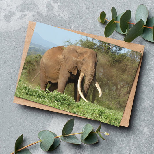 Magnificence Greeting Cards by Will Travers - Pack of 6