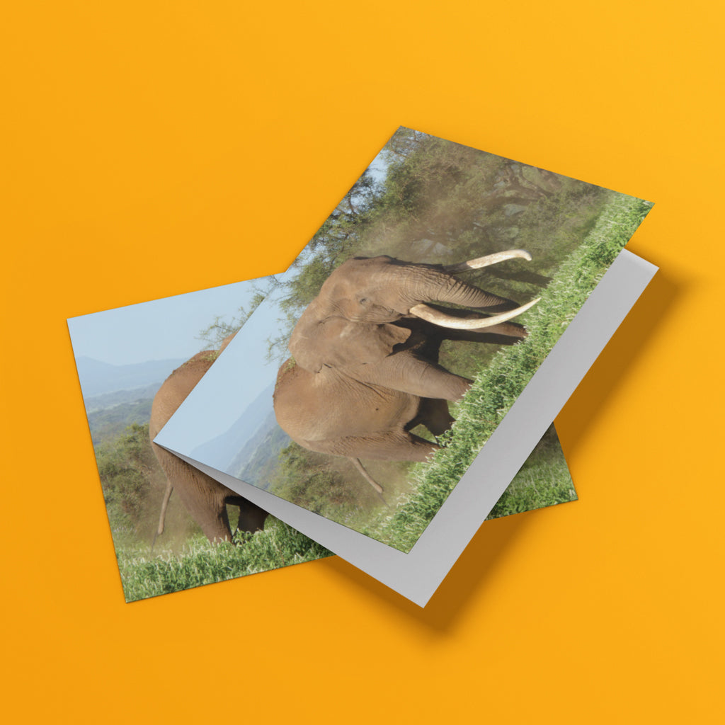 Magnificence Greeting Cards by Will Travers - Pack of 6