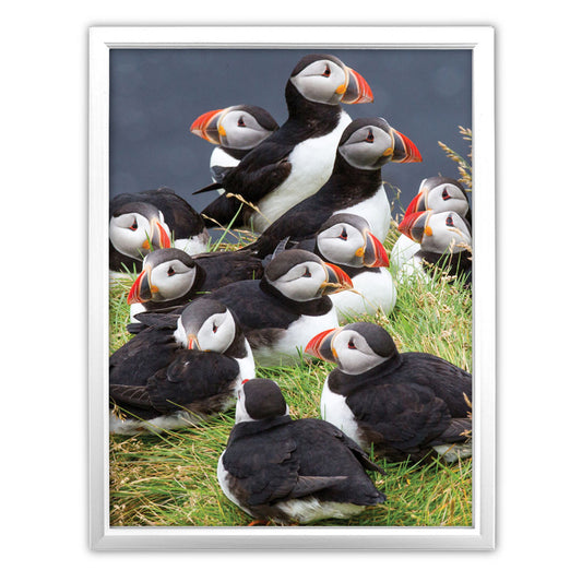 Circus of Puffins Art Print by Richard Bernabe