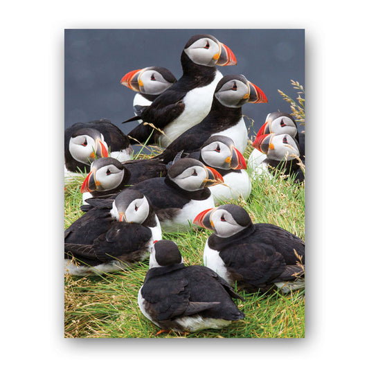 Circus of Puffins Art Print by Richard Bernabe