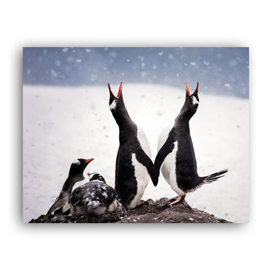 Wintersong - Paradise Bay, Antarctica Art Print