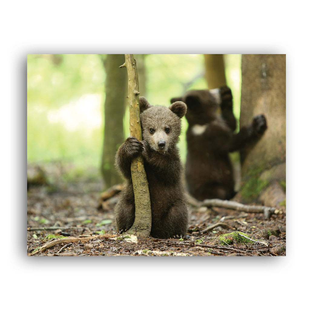 New Beginnings Bear Cub Art Print