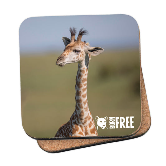 New Beginnings Giraffe Calf Coaster by George Logan