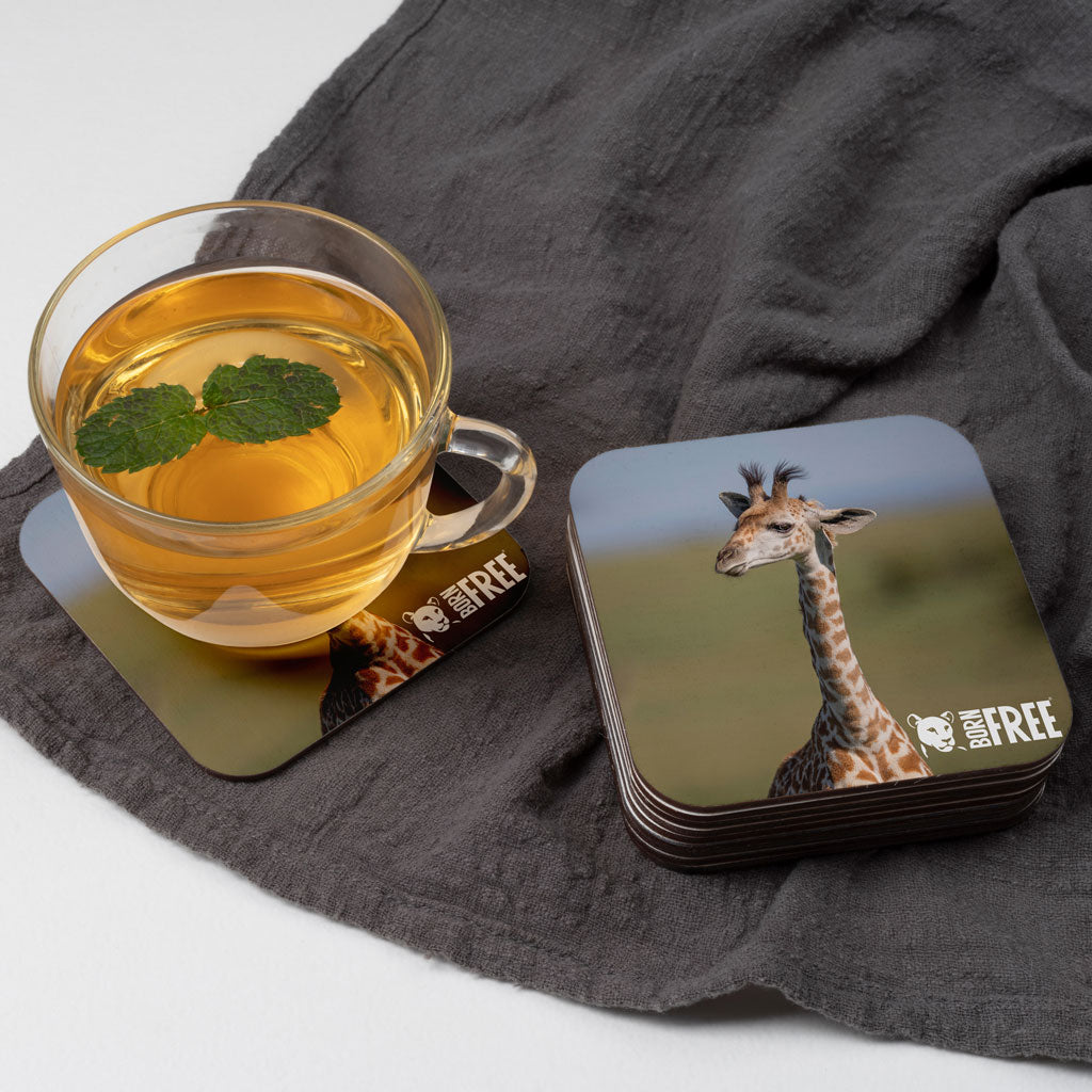 New Beginnings Giraffe Calf Coaster by George Logan