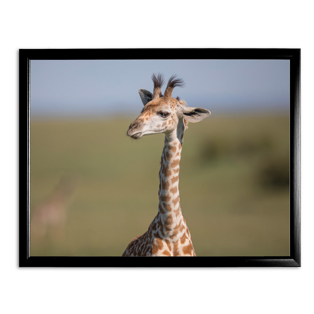 New Beginnings Giraffe Calf Art Print by George Logan