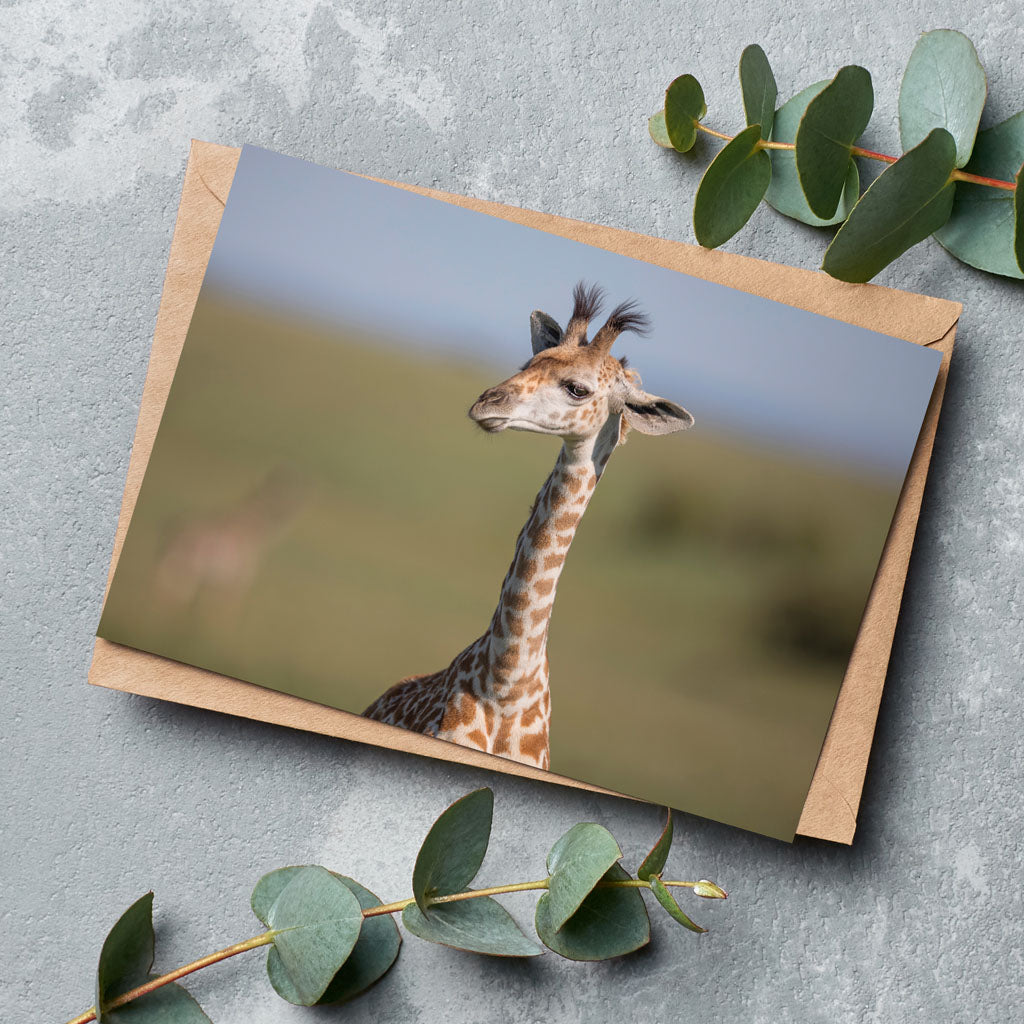 Born Free Giraffe Calf Greeting Cards - Pack of 6
