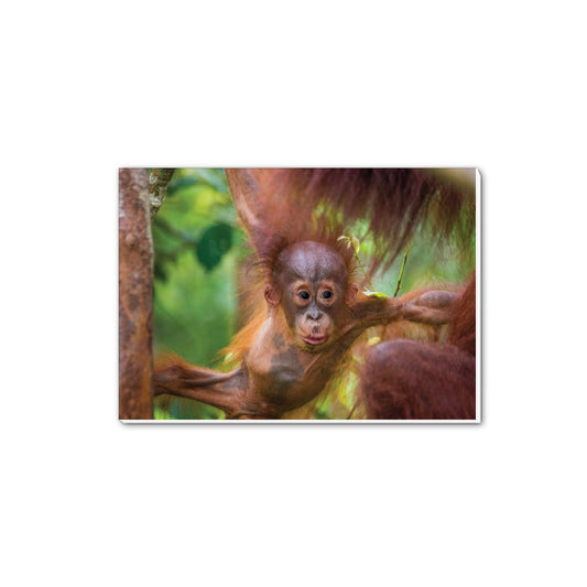 New Beginnings Baby Orangutan A5 Notepad