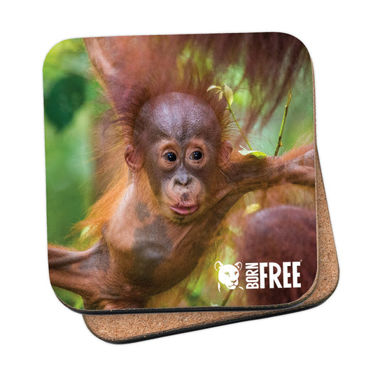 New Beginnings Baby Orangutan Coaster