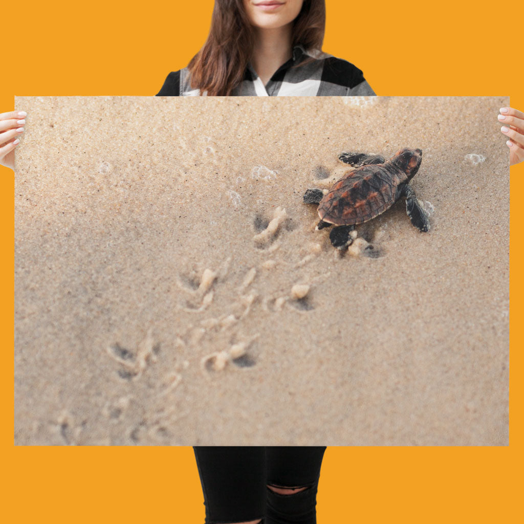 New Beginnings Baby Turtle Art Print