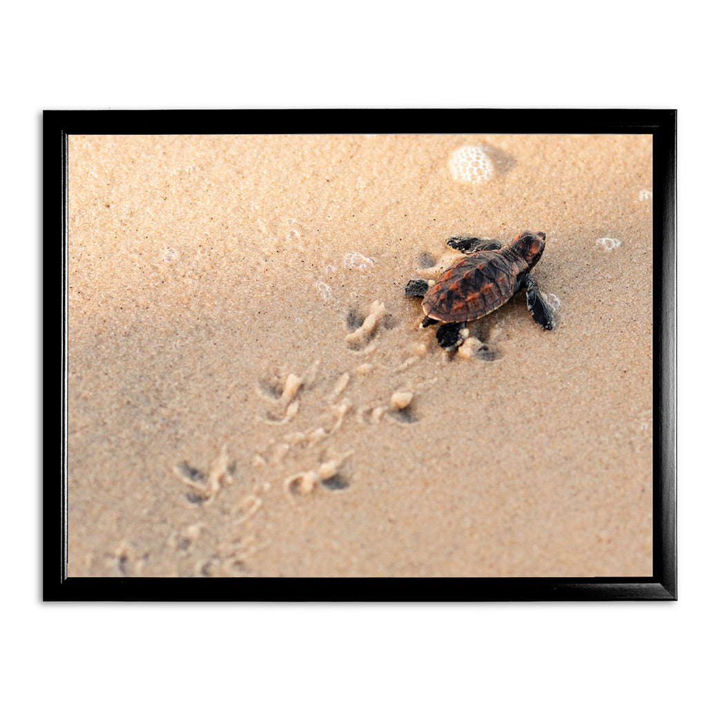 New Beginnings Baby Turtle Art Print