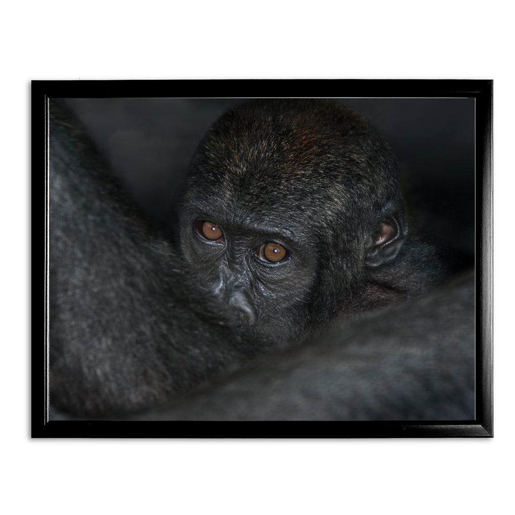 New Beginnings Baby Ape Art Print by George Logan