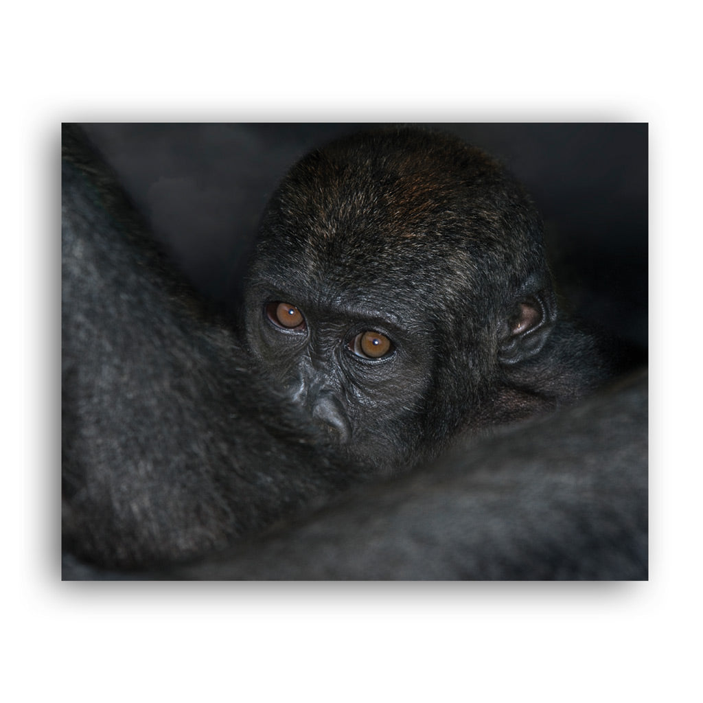 New Beginnings Baby Ape Art Print by George Logan