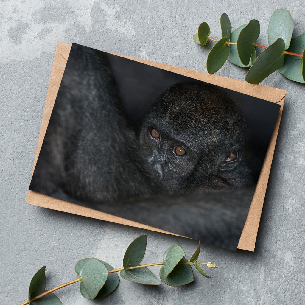 Born Free Ape Greeting Cards - Pack of 6